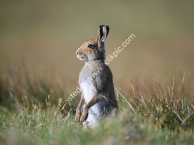 Raithlin hare2