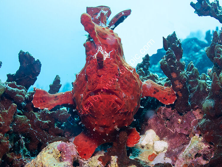 Red frogfish