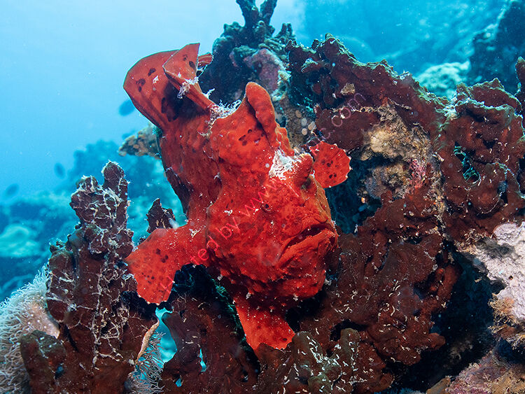Red frogfish2