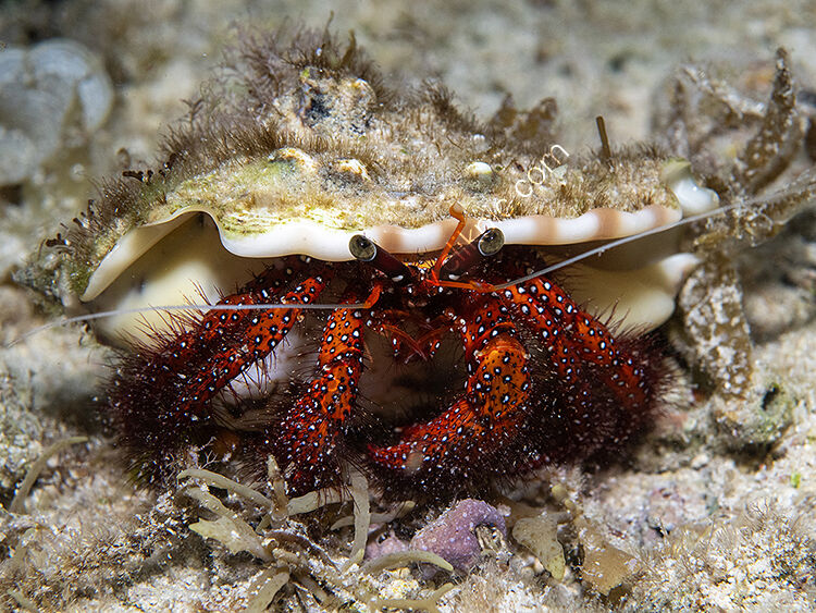 Red hermit crab