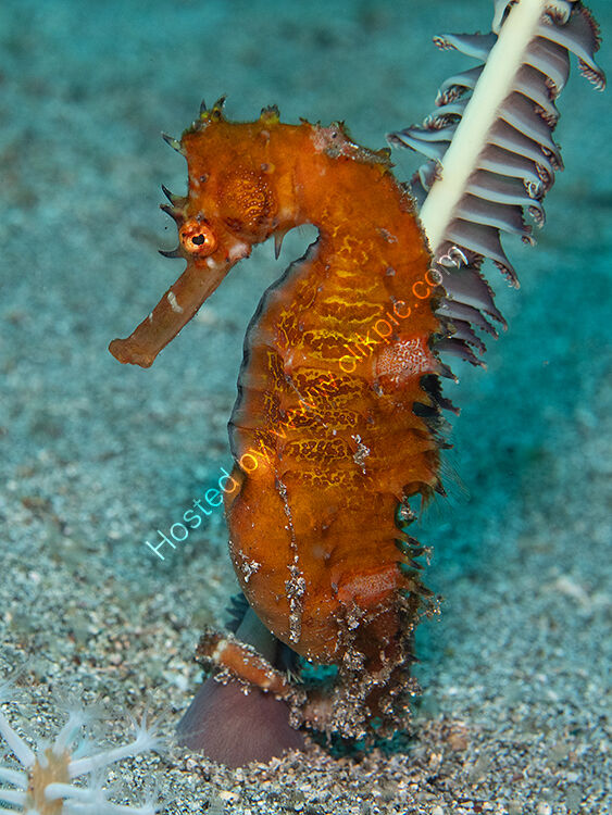 Red sea horse