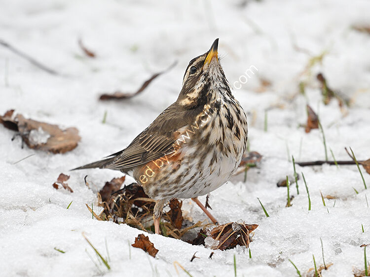 Redwing