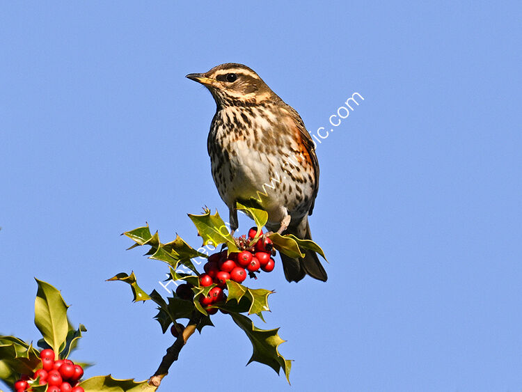 Redwing