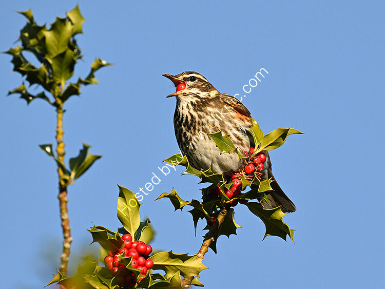 Redwing eating holly