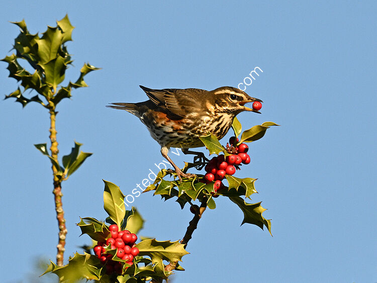 Redwing eating holly berry
