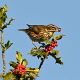 My Most Recent Images