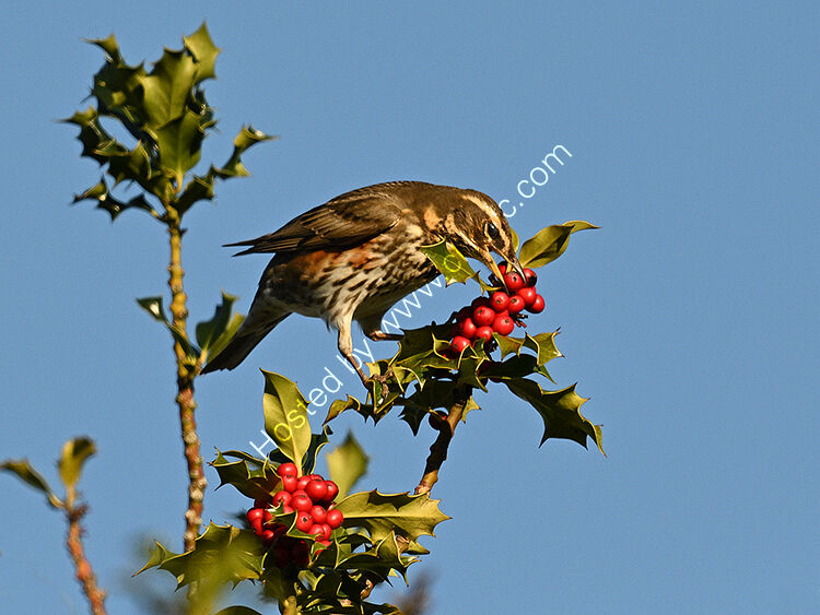 Redwing feeding on holly berries