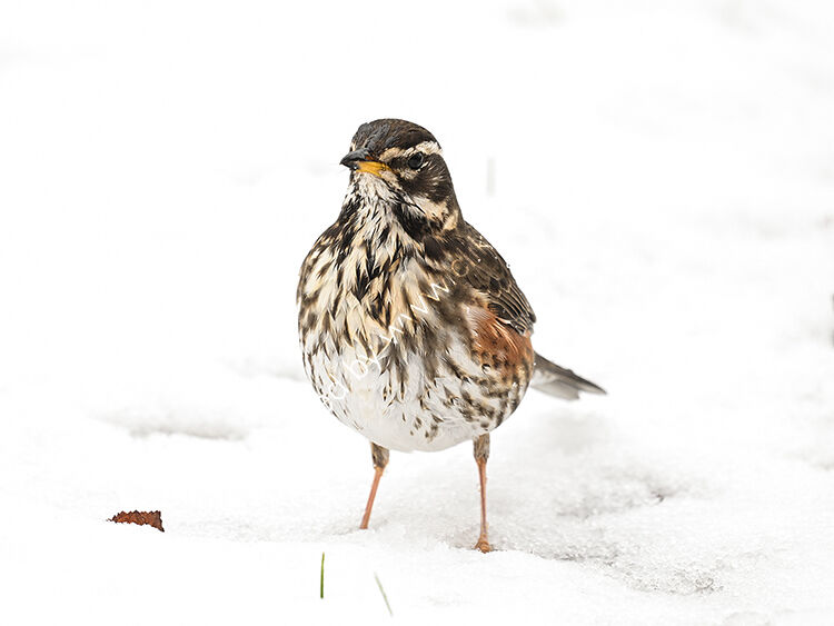Redwing in snow
