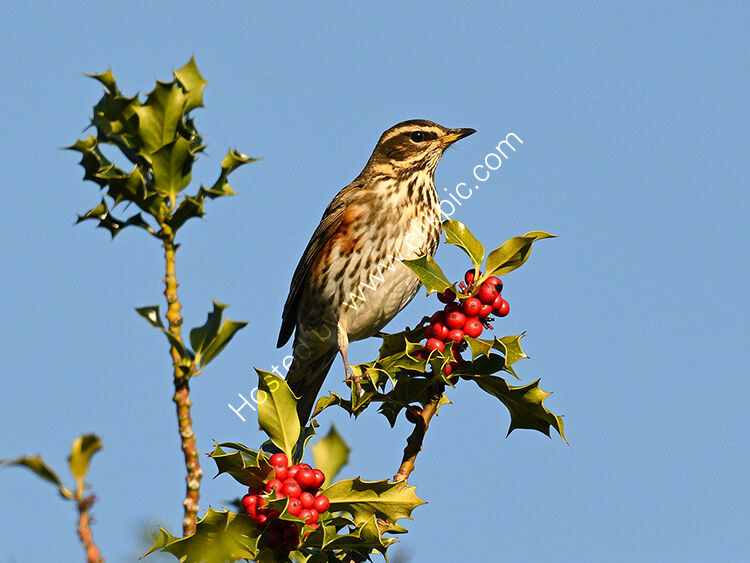Redwing on holly