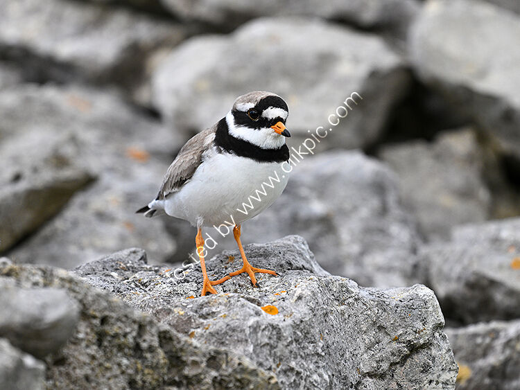 Ringed plover on rock