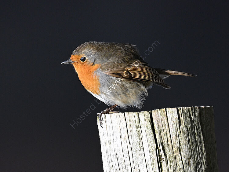 Robin in sunshine