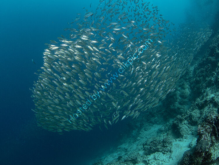 Sardine ball
