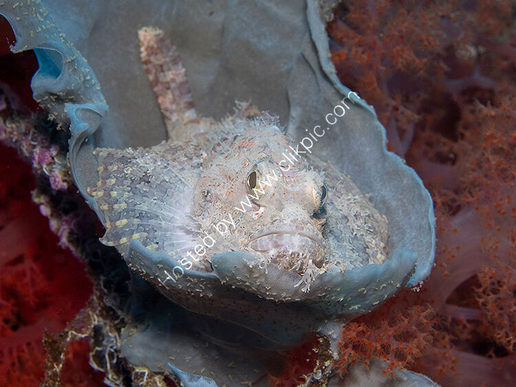 Scorpion fish cradle