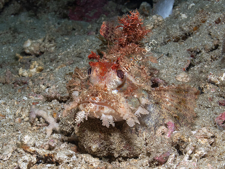 Scorpion fish on rock