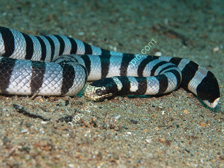 Sea snake