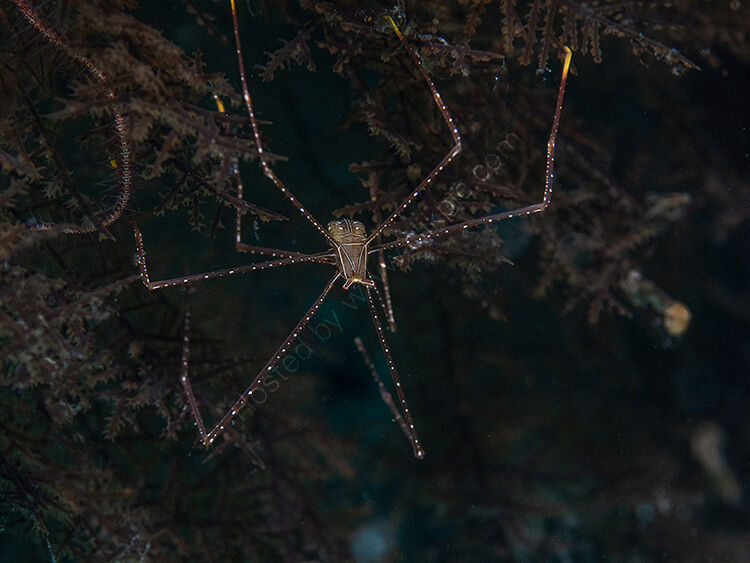 Sea spider