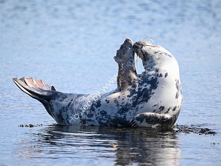 Seal scratching