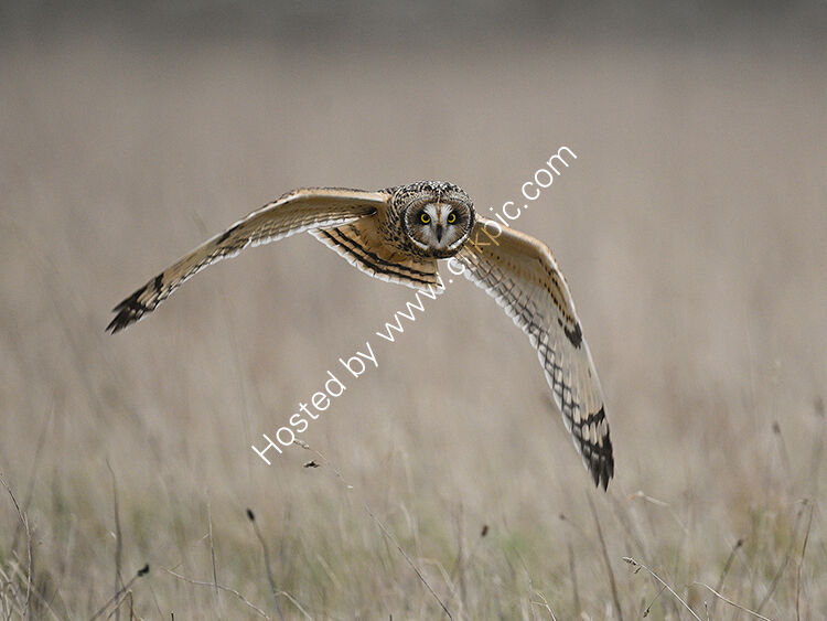 Short ear owl hunting
