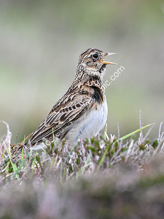 Skylark singing