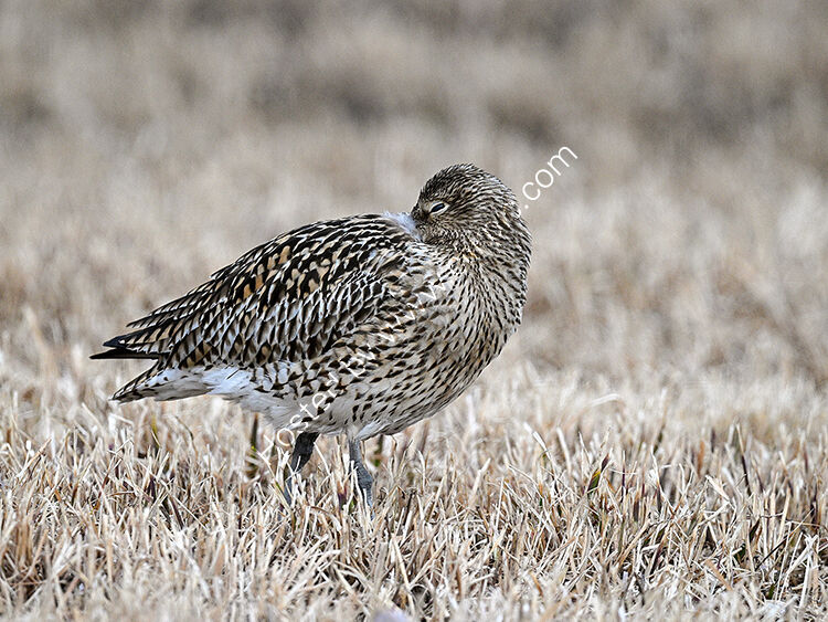 Sleeping curlew