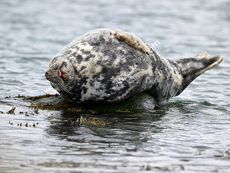 Sleeping seal