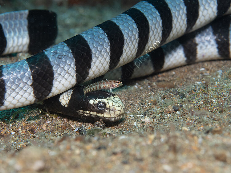 Snake and gobie