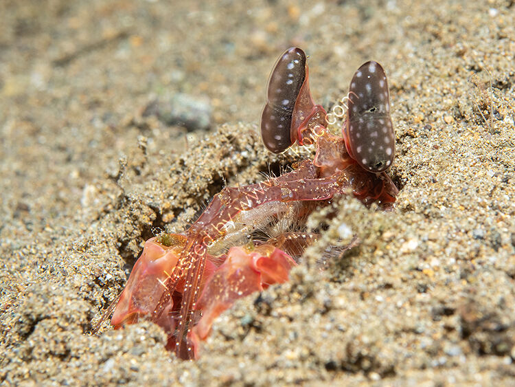 Spear mantis shrimp