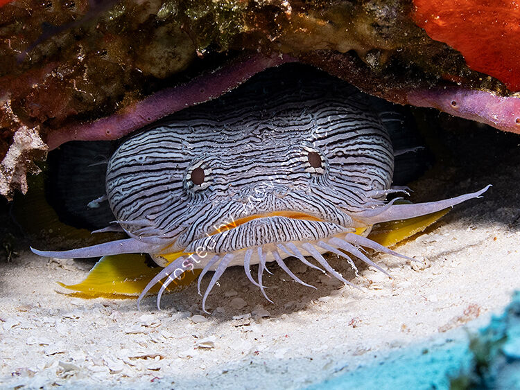 Splendid  toadfish