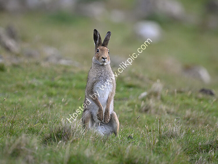 Standing hare