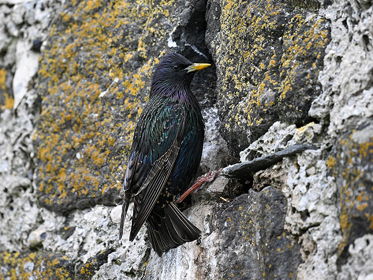 Starling at nest hole