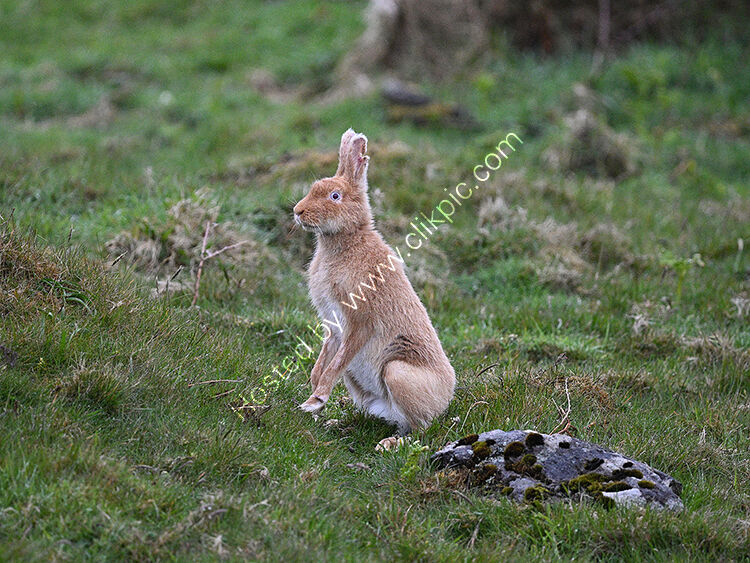 Startled golden hare