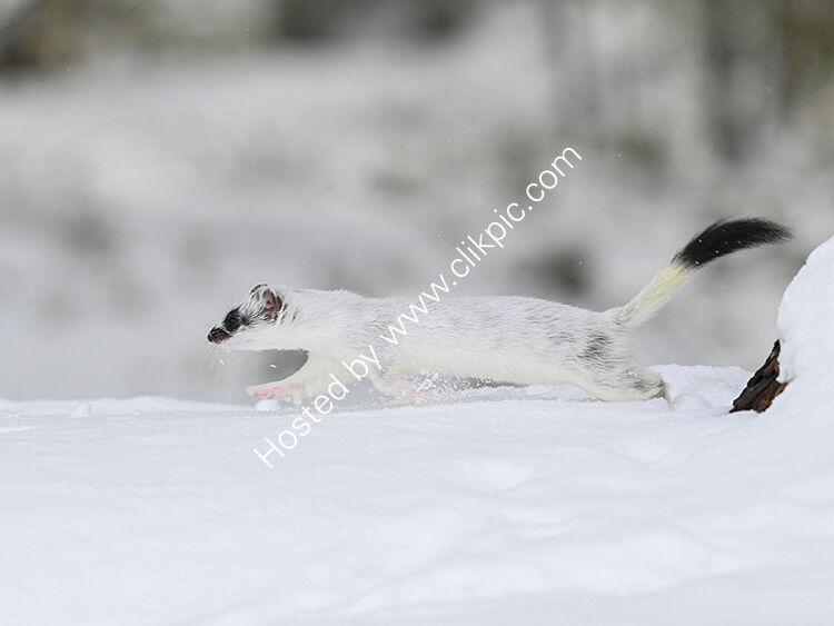 Stoat running