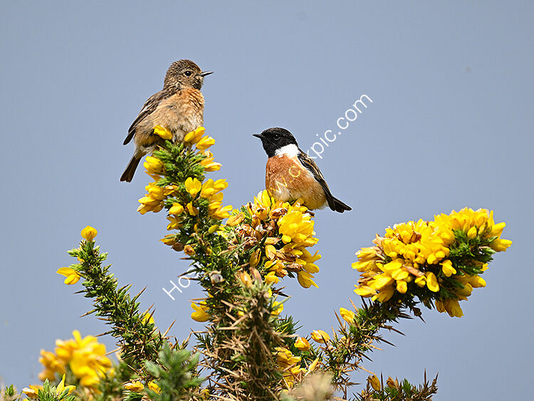 Stonechats on gorse