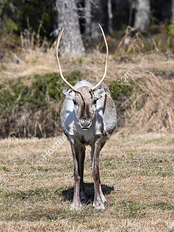 Summer reindeer
