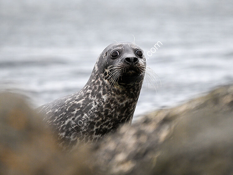 Suprised seal