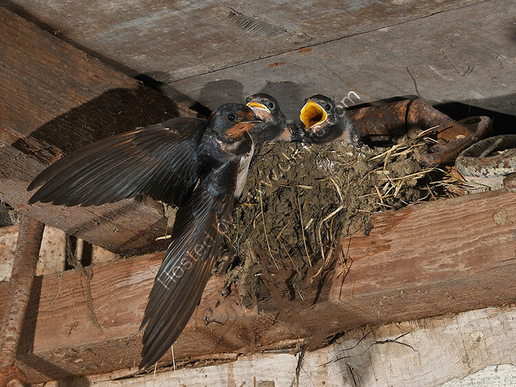 Swallow feeding young