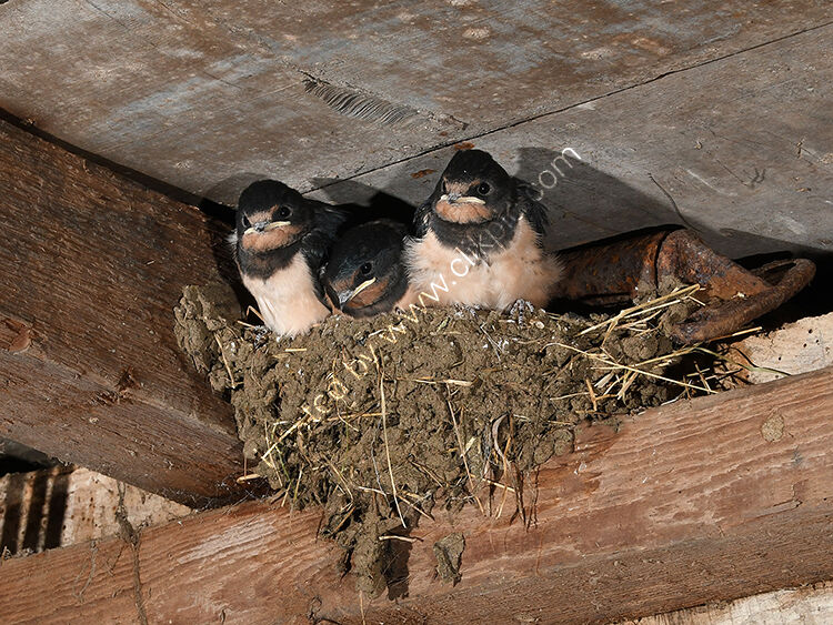 Swallows waiting to fledge