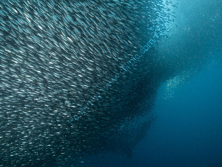 Swirling sardines