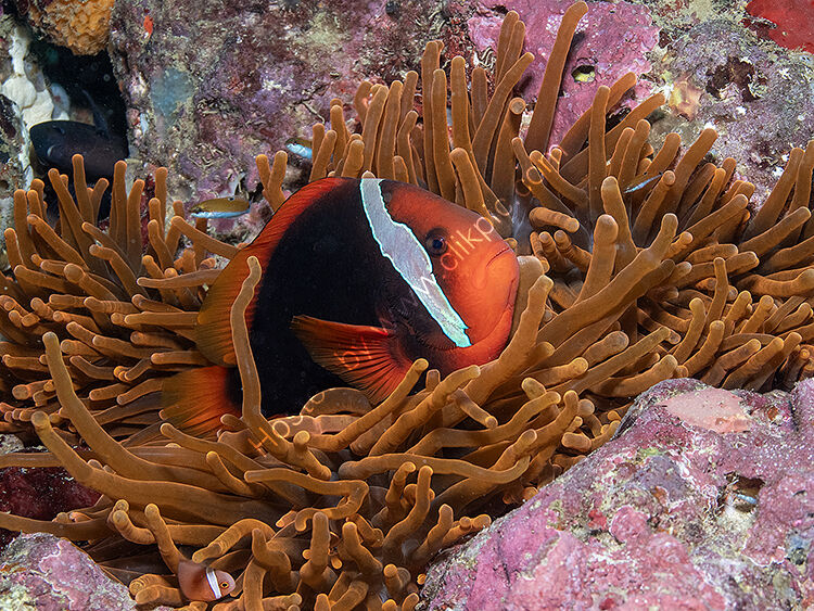 Tomato anaemone fish