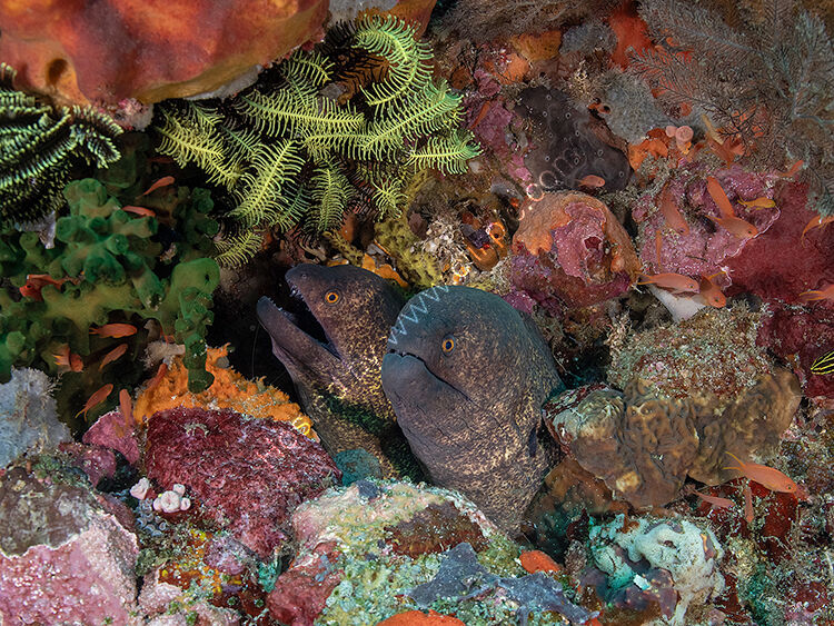 Two moray eels