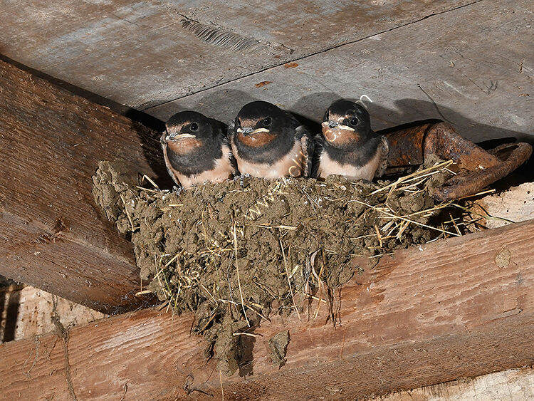 Waiting to be fed
