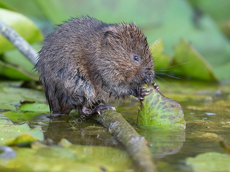 Water vole eating large leaf Cate Barrow photography