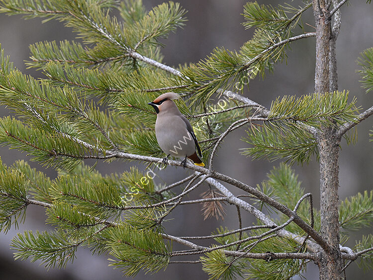 Waxwing in furtree