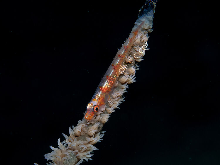 Whip coral gobie