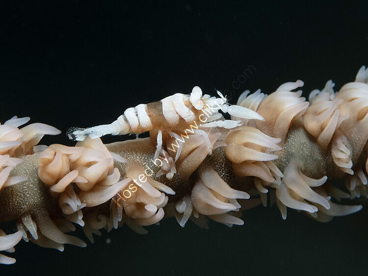 Whip coral shrimp2