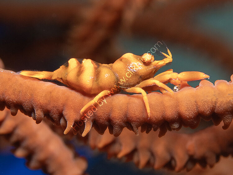 Whip coral shrimp