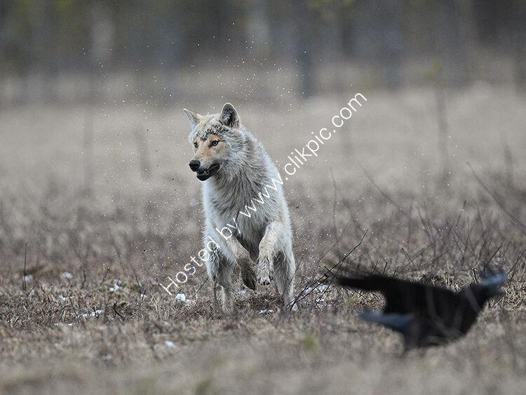 Wolf chasing ravens