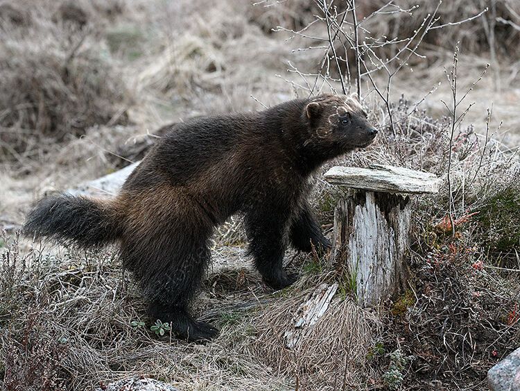 Wolverine2