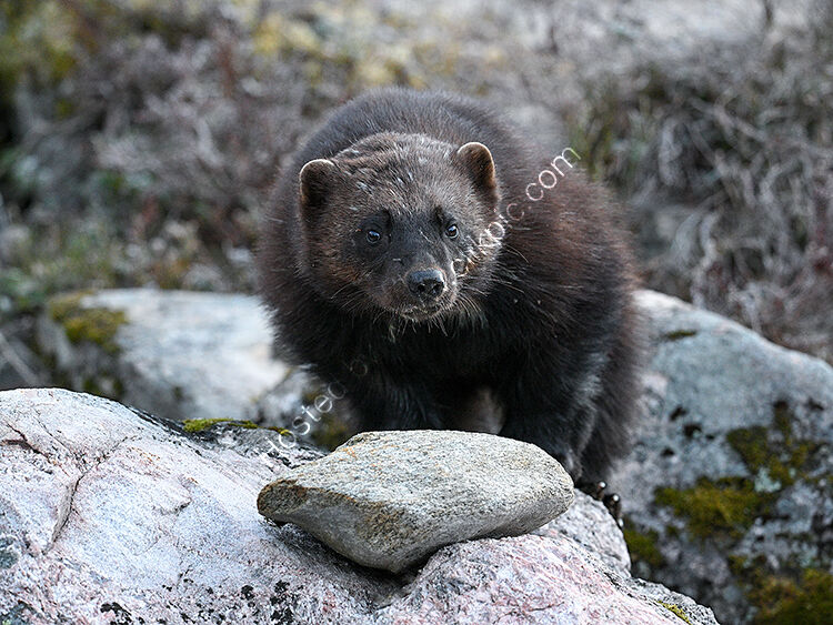 Wolverine amoungst boulders