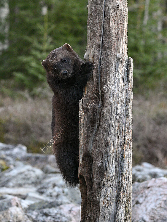 Wolverine up tree